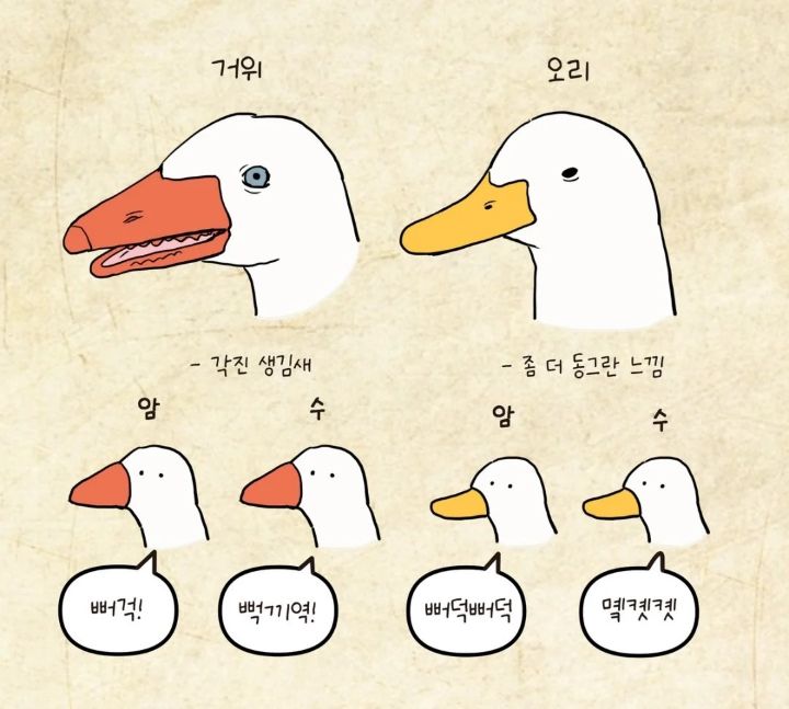 거위와 오리 구분법 | 인스티즈
