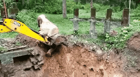 굴삭기에게 고마움을 표하는 아기코끼리.gif | 인스티즈