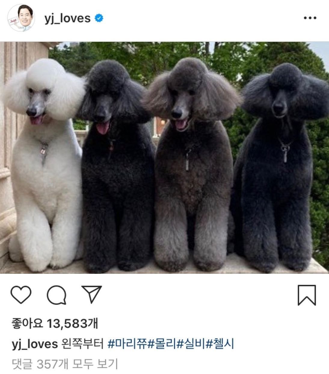 부잣집에서 자란 강아지들 | 인스티즈