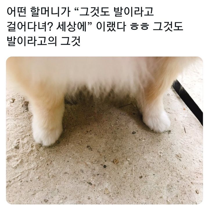 그것도 발이라고 걸어다녀? | 인스티즈