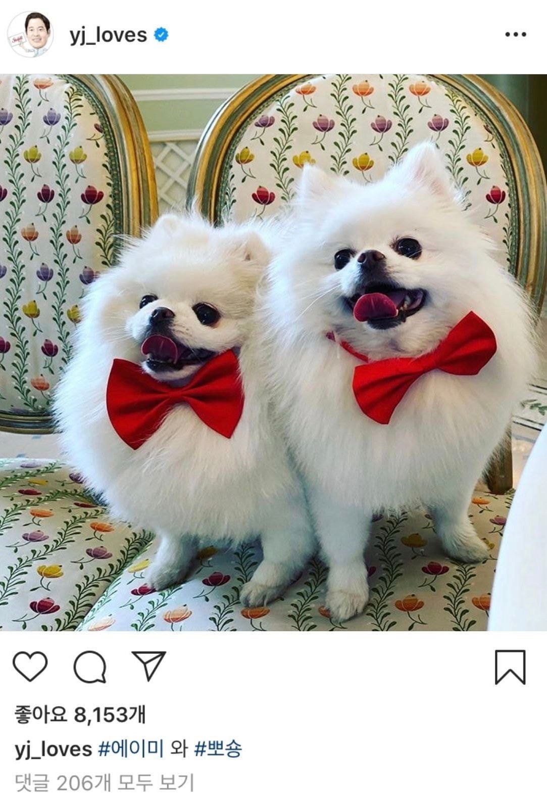 부잣집에서 자란 강아지들 | 인스티즈