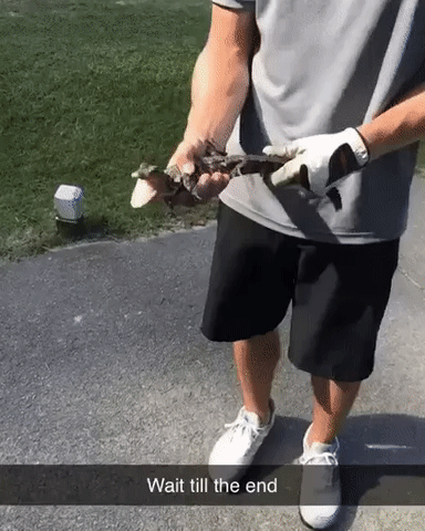 야 나 지나가다 새끼 악어 줏음 ㅋㅋ gif | 인스티즈