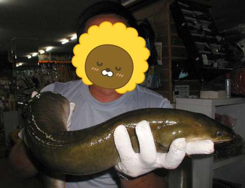 대물장어 이미지