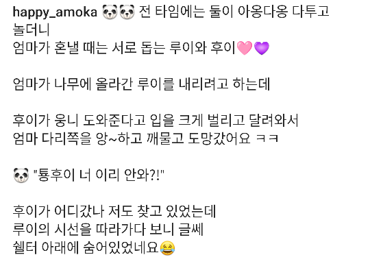 옴마한테 혼나는 옹니 구해주려고 옴마 깨물고 도망가는 후이바오 | 인스티즈