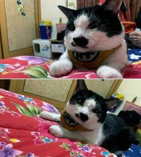 할머니의 식단이 그리운 고양이 | 인스티즈