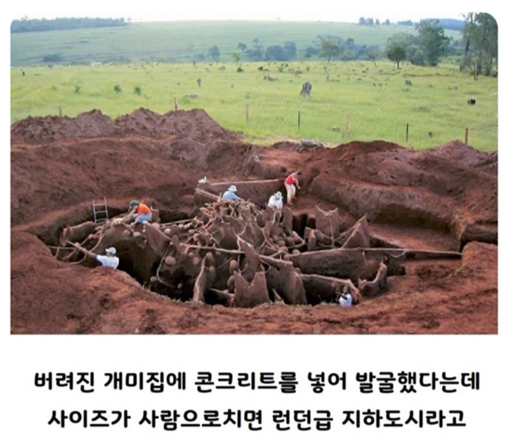 개미들이 만든 집 클래스 - 엽기사진실 - 이종격투기 개미들이 만든 집 클래스