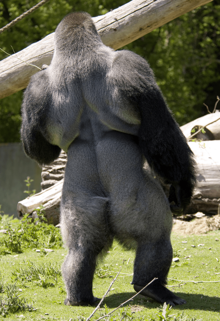 상세분석) 고릴라에게 개기면 안되는 이유 | 인스티즈