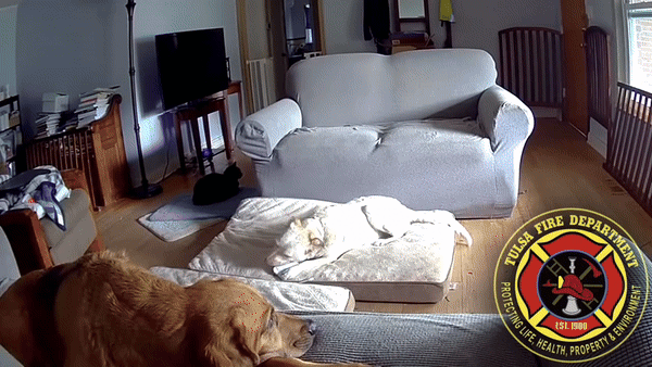 반려견이 물어뜯던 보조배터리 폭발… | 인스티즈