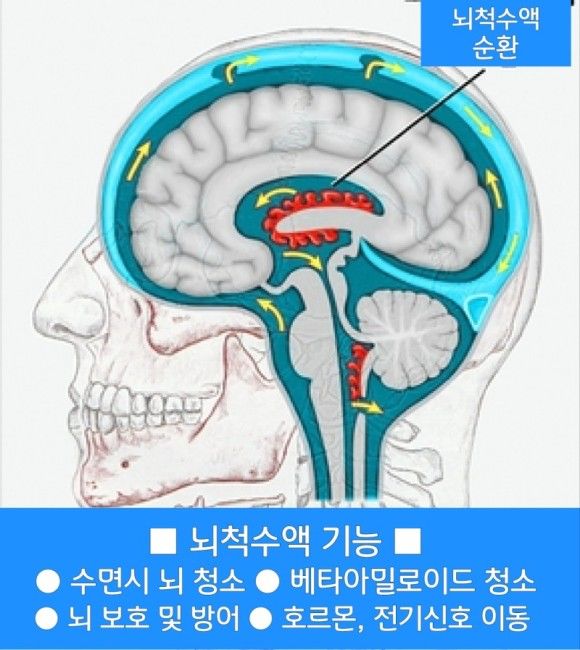 Daum 카페