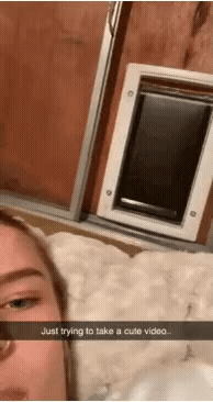 고양이의 보은 | 인스티즈