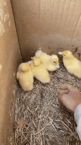 노란오리를 무서워하는 검은오리떼 | 인스티즈