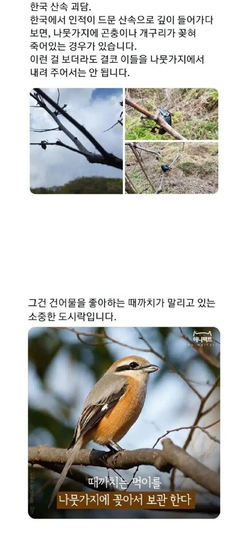 한국 산속에서 나무에 꽂힌 사체를 무시해야하는 이유 | 인스티즈