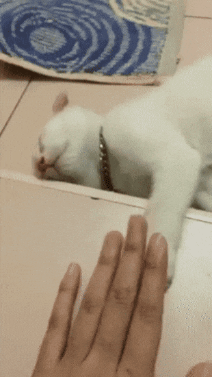 고양이 능력이자 습성 | 인스티즈
