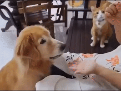 개가 했던 행동을 따라하는 고양이 | 인스티즈