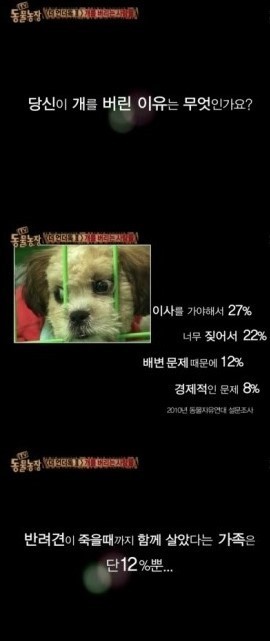 개 키우는 사람들 별로 안좋아하는 이유 | 인스티즈