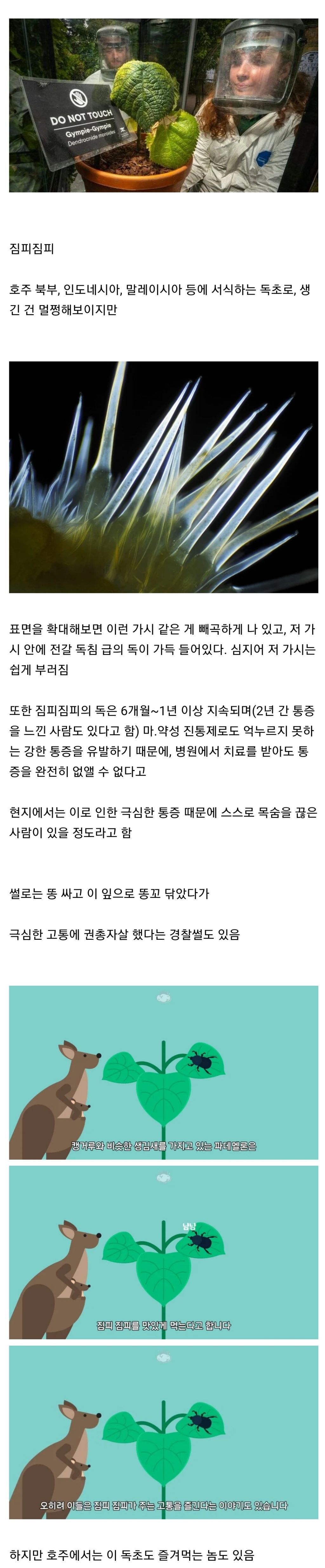 호주에서 절대 건들면 안되는 식물 | 인스티즈