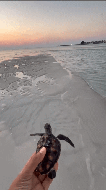 따개비가 달라붙어서 죽을뻔한 거북맨 구하기 | 인스티즈