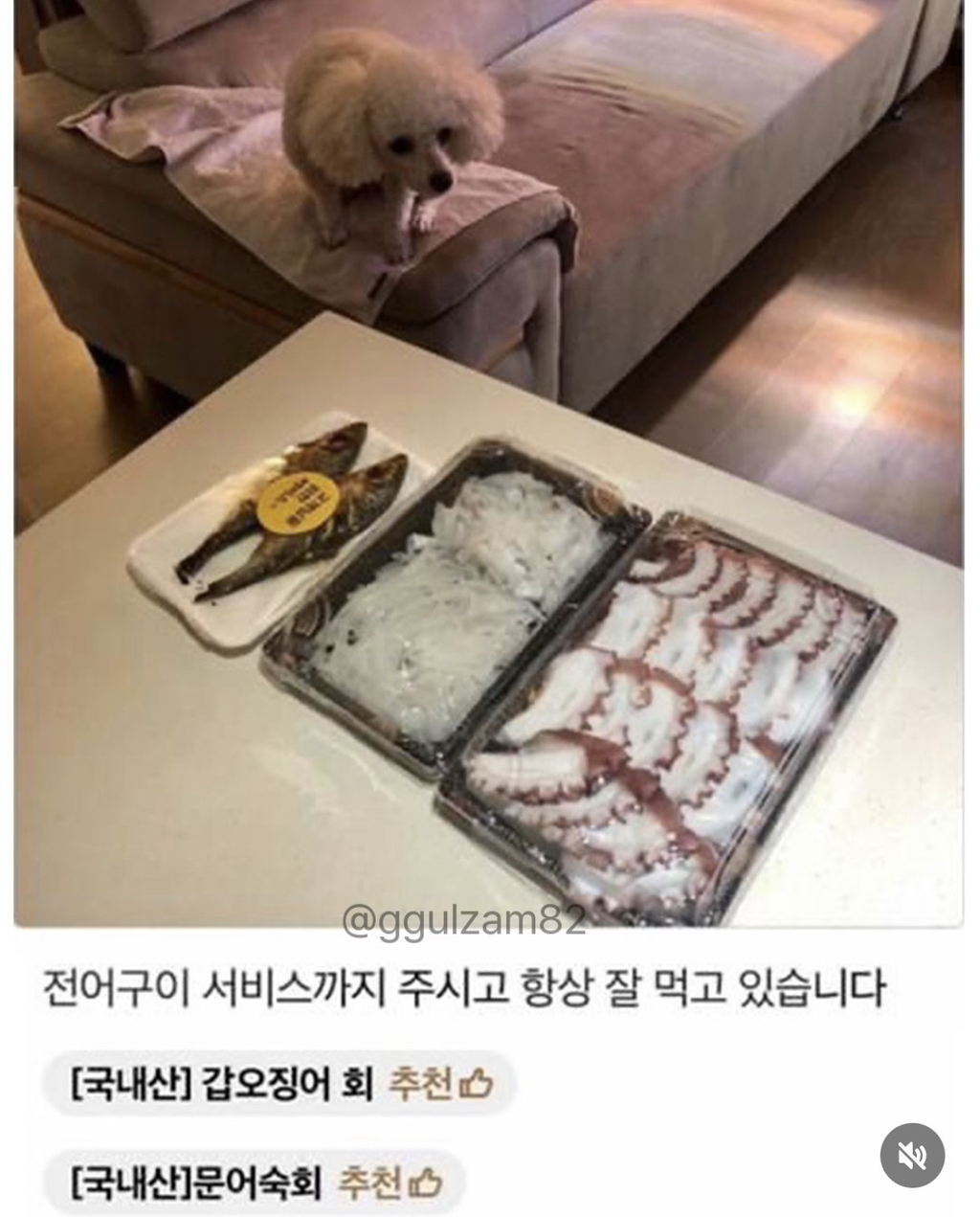 늘 보이던 강아지가 안 보이니 아쉬워하는 사장님.jpg | 인스티즈