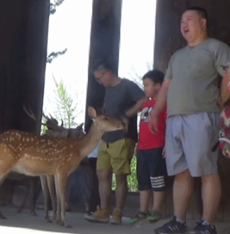 일본 나라공원에서 사슴을 공격하는 중국인 | 인스티즈