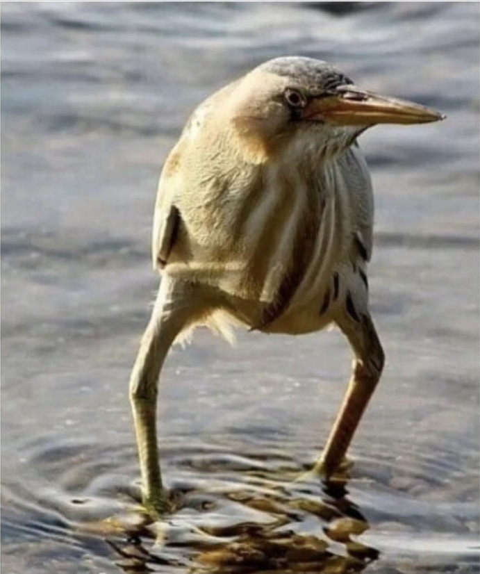 뭐만하면 주작이라는 새.jpgif | 인스티즈