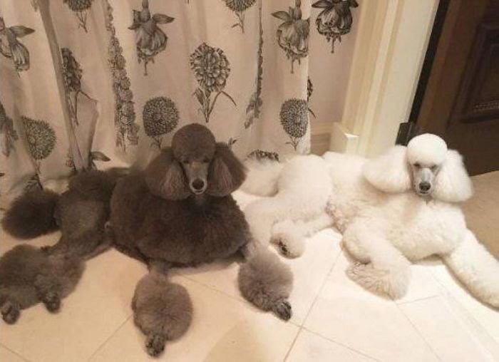 부잣집에서 자란 강아지들 | 인스티즈