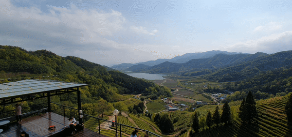 전라남도 보성 보성녹차밭(대한다원) | 인스티즈