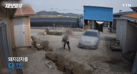 시골에 cctv 다는 집이 많아지는 이유 | 인스티즈