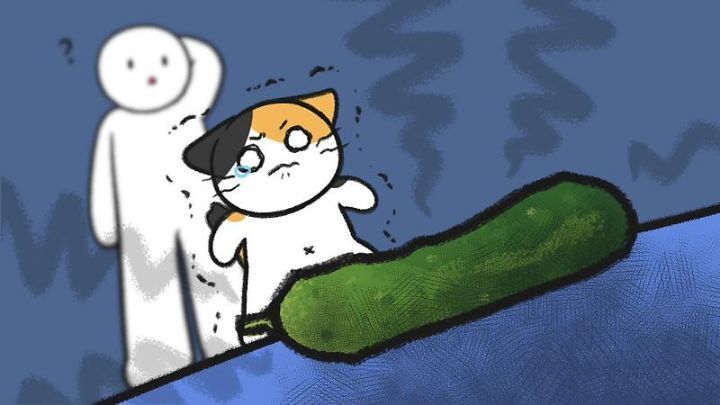 고양이가 집사에게 엉덩이를 들이미는 이유 5가지 | 인스티즈