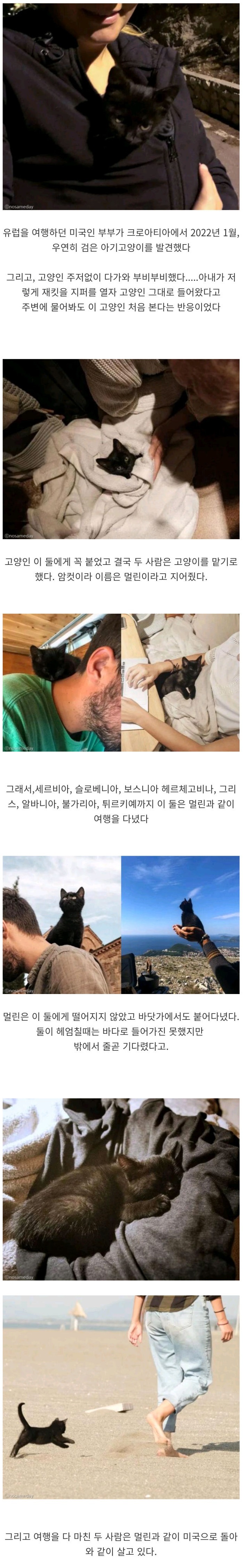 유럽 여행 가서 고양이를 얻게 된 부부 | 인스티즈