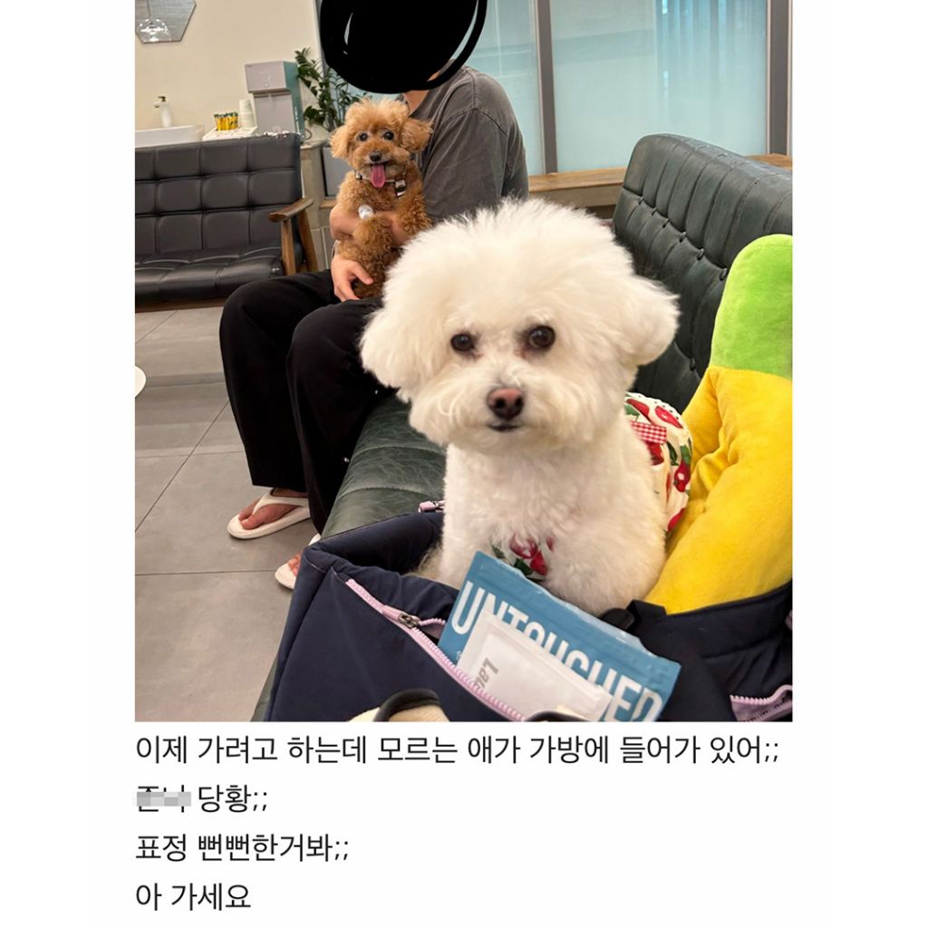 우리 강아지 병원 와서 검사하고 나왔는데 모르는 강아지가 | 인스티즈