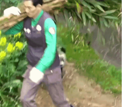 할부지랑 술래잡기 놀이하는 루이바오, 까꿍놀이하는 후이바오 | 인스티즈