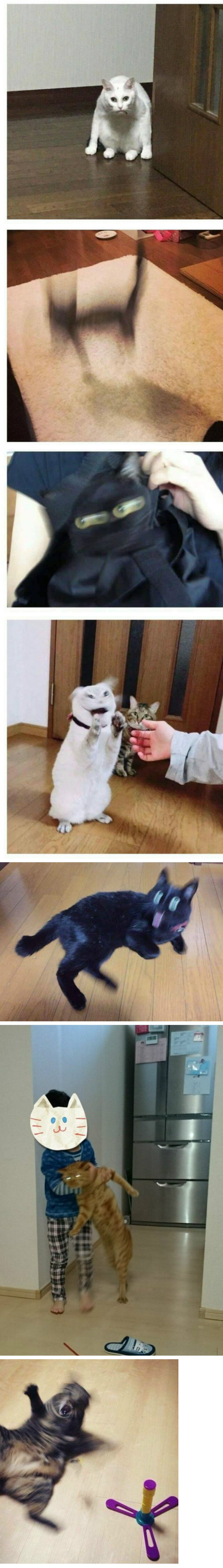 망한 고양이 사진대회 우승작들 | 인스티즈