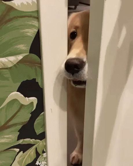 화장실까지 따라오는 댕댕이 ｜ GIF | 인스티즈