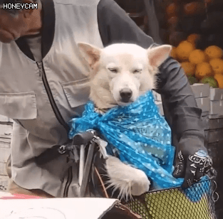 비 오는 날 장에 가신 할아버지와 댕댕이 | 인스티즈