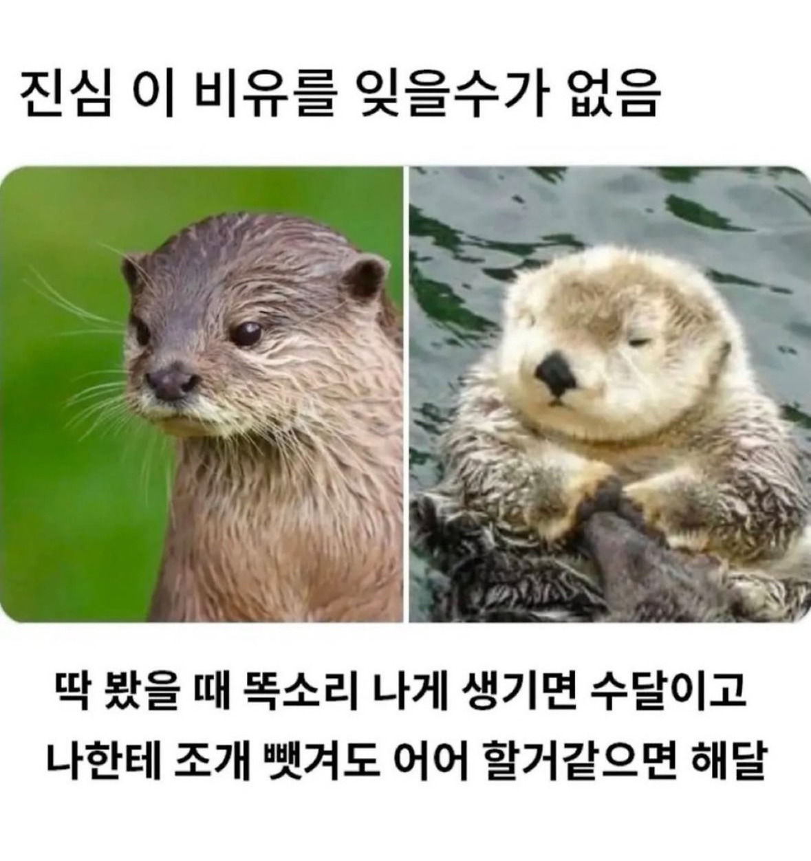 해달 이미지