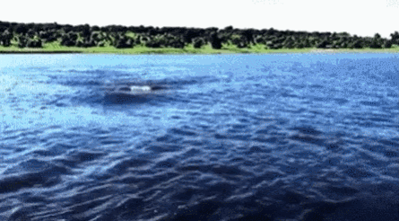 동물들 실제크기 체감 ㄷㄷ.gif | 인스티즈