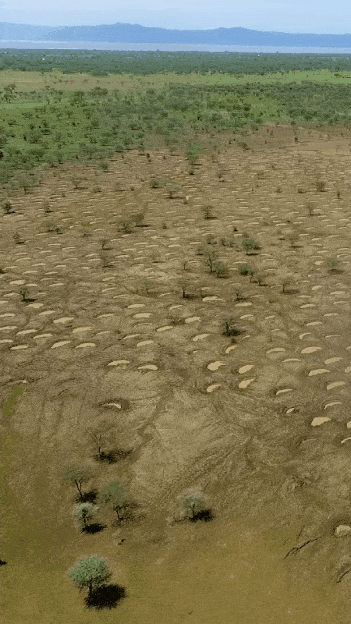 피카츄로 진화하는 피츄삽질만 해도 사막화 방지에 도움된다는 방법 | 인스티즈