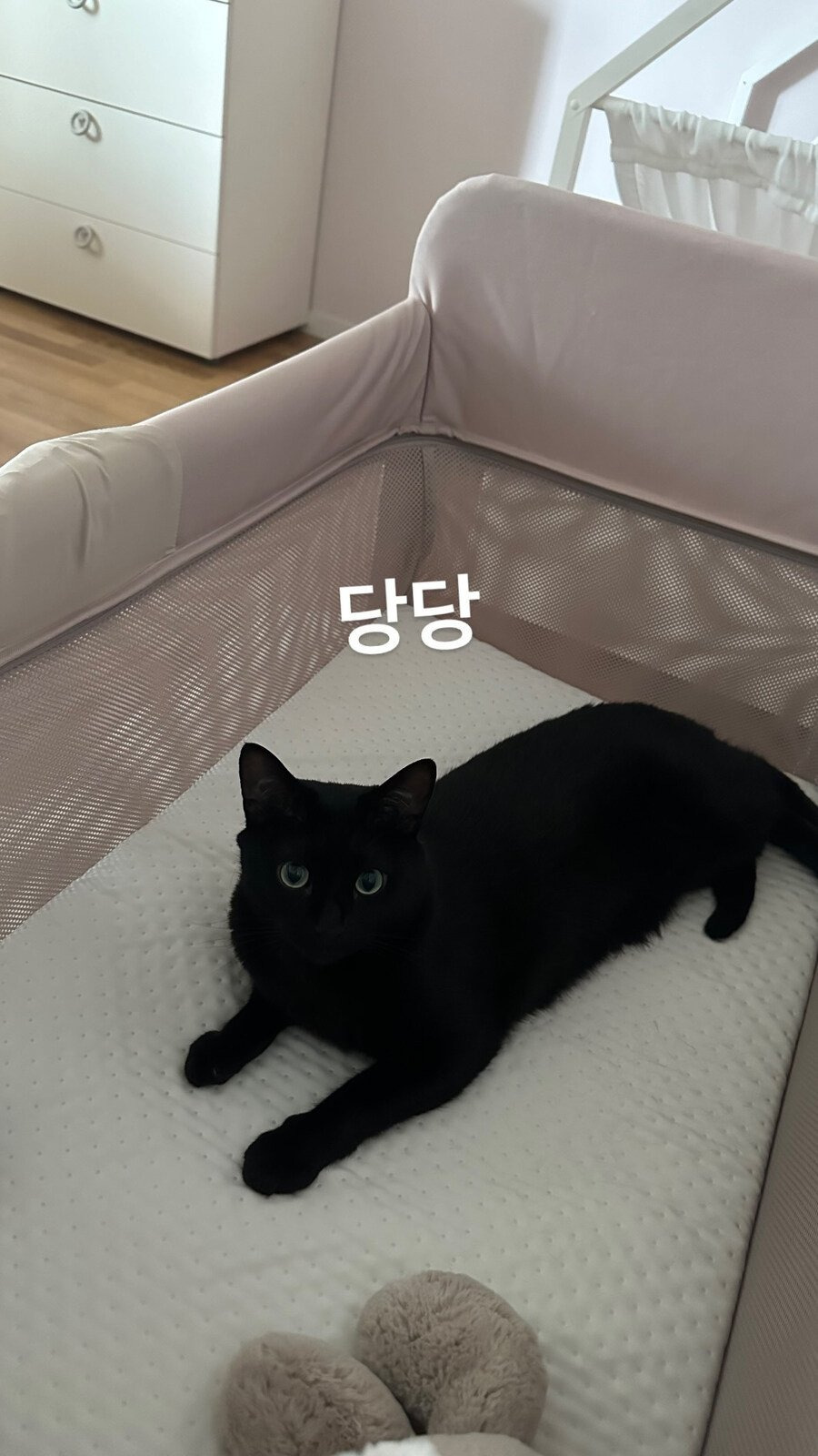 다홍 이미지