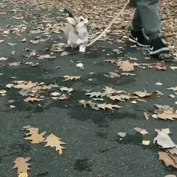 단미 안한 웰시코기.gif | 인스티즈