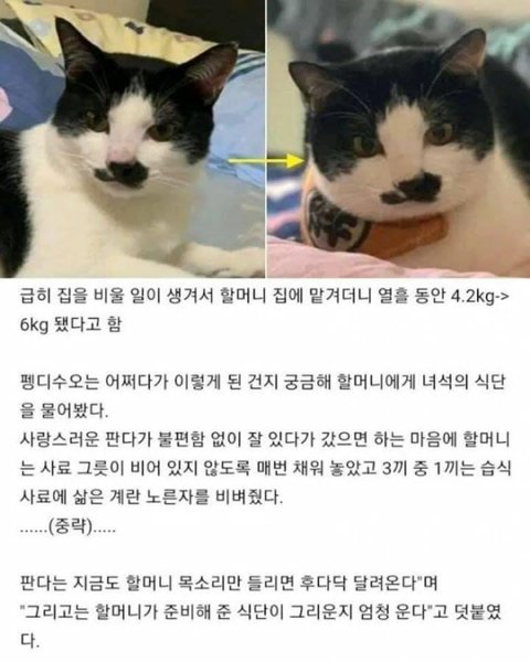 할머니의 식단이 그리운 고양이 | 인스티즈