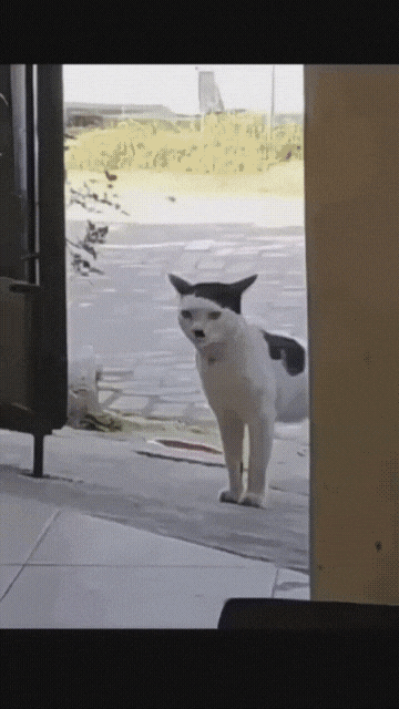독일 고양이 | 인스티즈