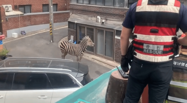 실시간 대로를 돌아다니는 얼룩말.gif | 인스티즈