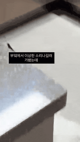 혼자서도 잘 노는 강아지ㅋㅋㅋ | 인스티즈