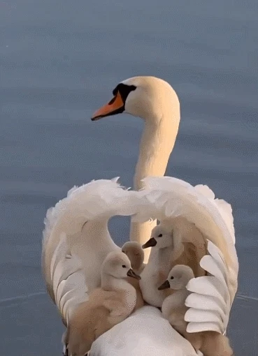 엄마 품속에 가만히 있는 아기 백조들 | 인스티즈