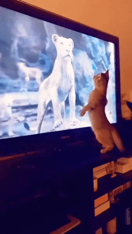라이온킹 시청하던 고양이 ｜ GIF | 인스티즈