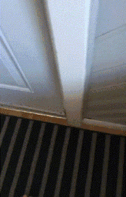 고양이의 보은 | 인스티즈