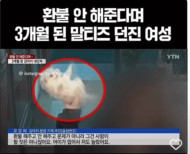 환불 불가에 구매했던 강아지 던진 여자 | 인스티즈