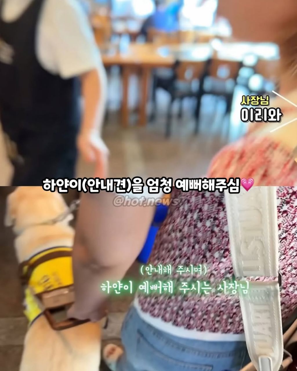 안내견보고 큰소리 내는 식당 | 인스티즈