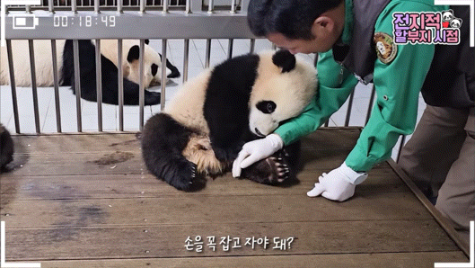 할부지 손 잡고 잠투정하는 후이바오와 안겨서 잠투정하는 루이바오 | 인스티즈