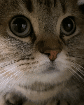 내 폰에 고양이 갇힘.gif | 인스티즈